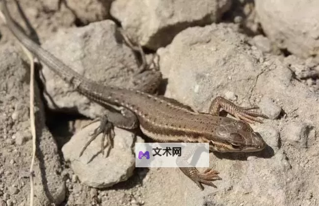 遇到危险就裸奔的壁虎:勇敢面对应战的非凡勇气图1