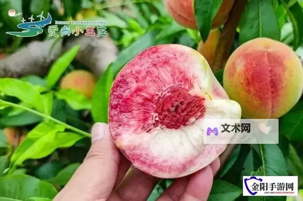 久久这里只有久久蜜桃：甜蜜滋味尽在掌握图1