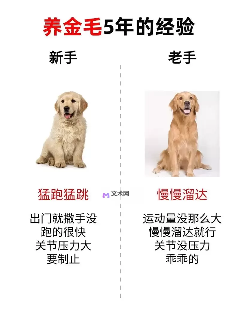 与自己养的金毛做7次:难忘的宠物互动故事图1