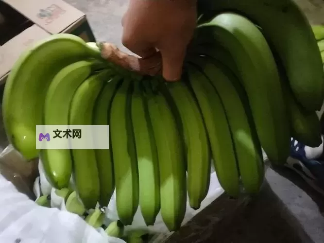 香蕉天地官网服务：全面升级您的数字体验图1