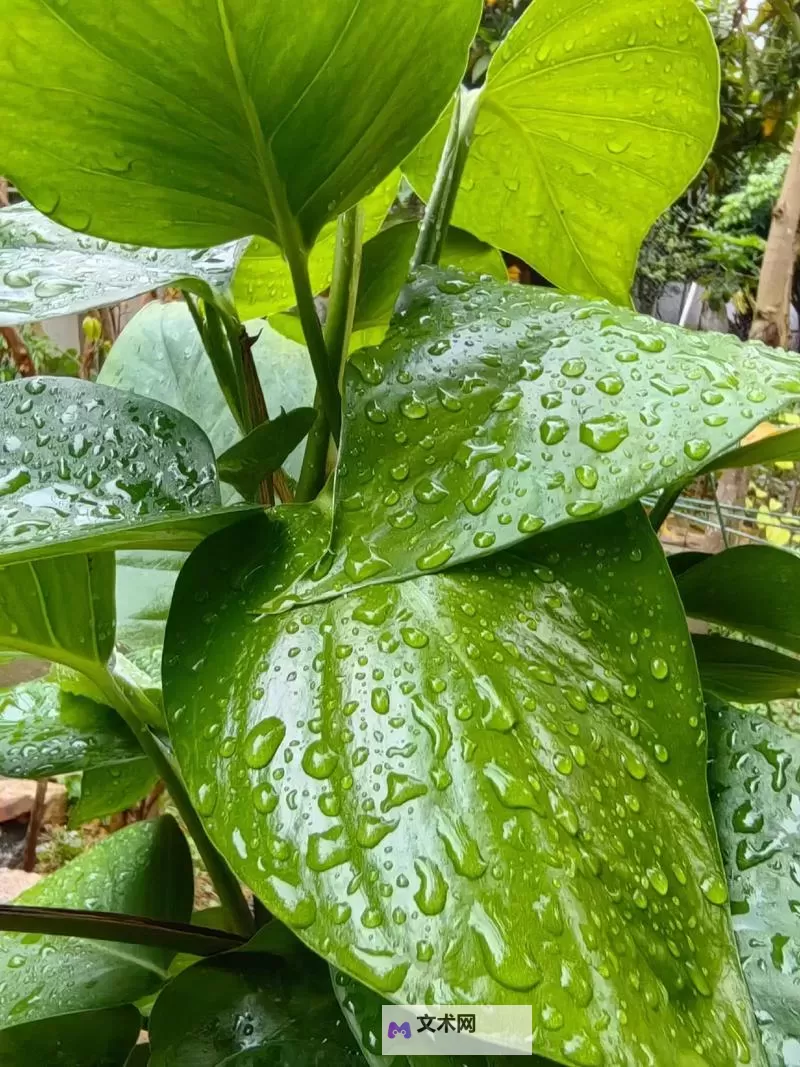 春雨直播：开启清新春季的精彩视听盛宴图1