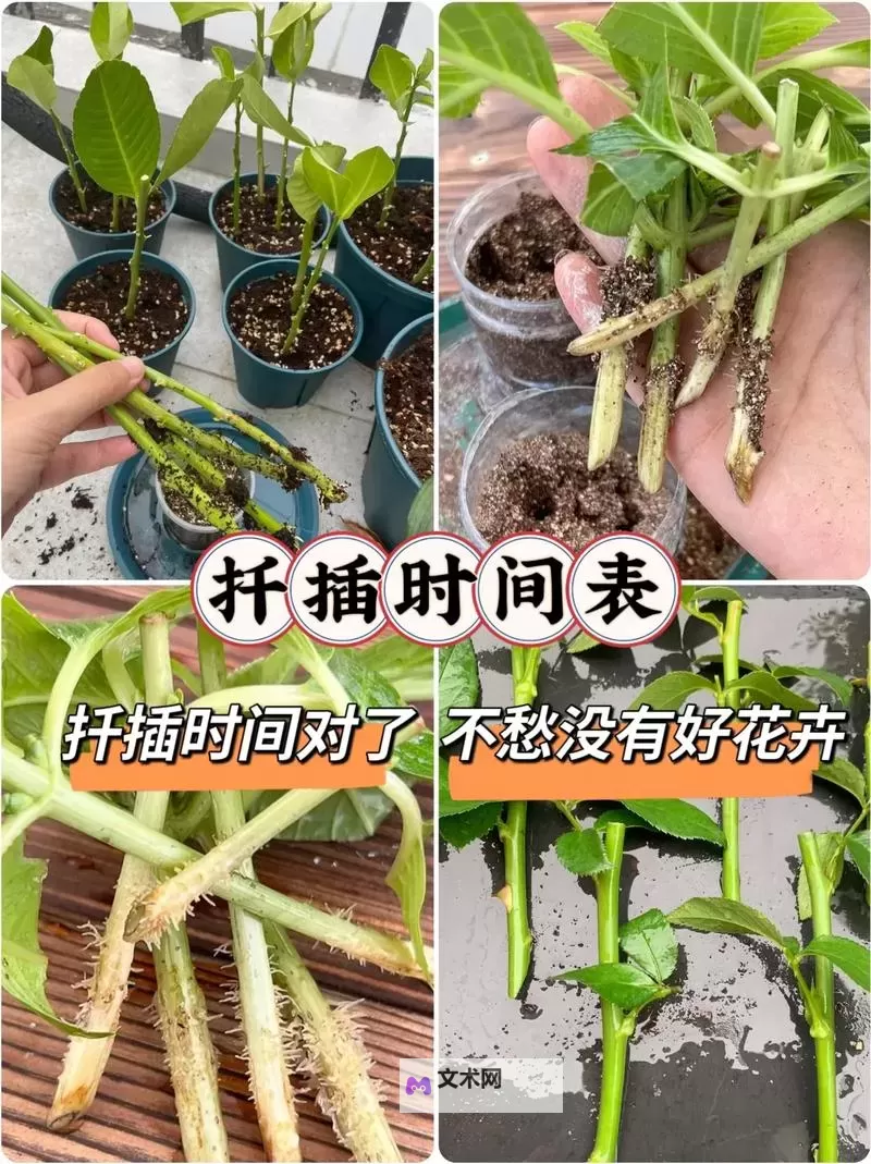探索创新：在床上的72种扦插方法全攻略图2