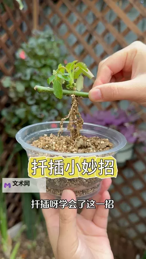 探索创新：在床上的72种扦插方法全攻略图1