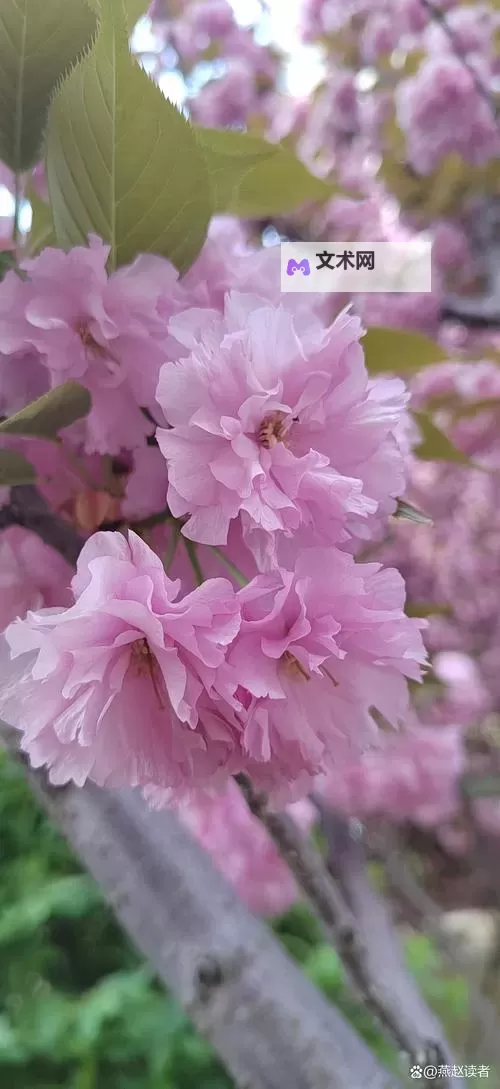 探索成人樱花视频：唯美与激情并存的视觉盛宴图1
