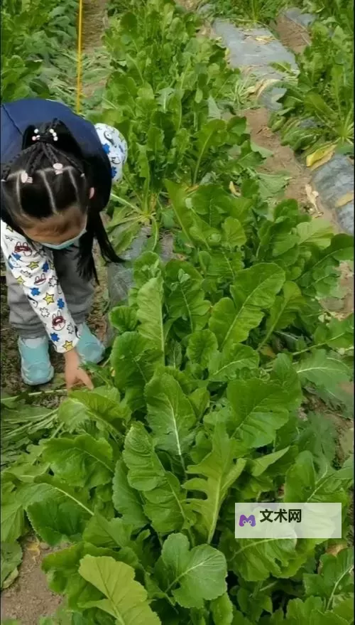 12岁少女拔萝卜的勇敢探险图1