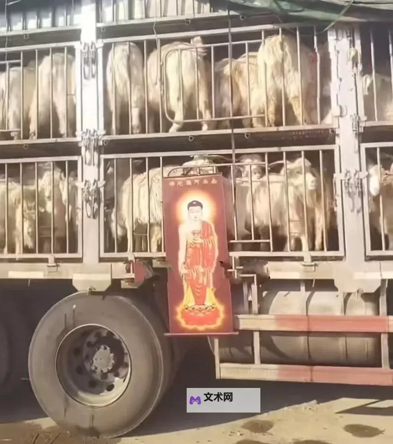 中年男女站在载羊货车旁要求放生，引发环保呼声图1