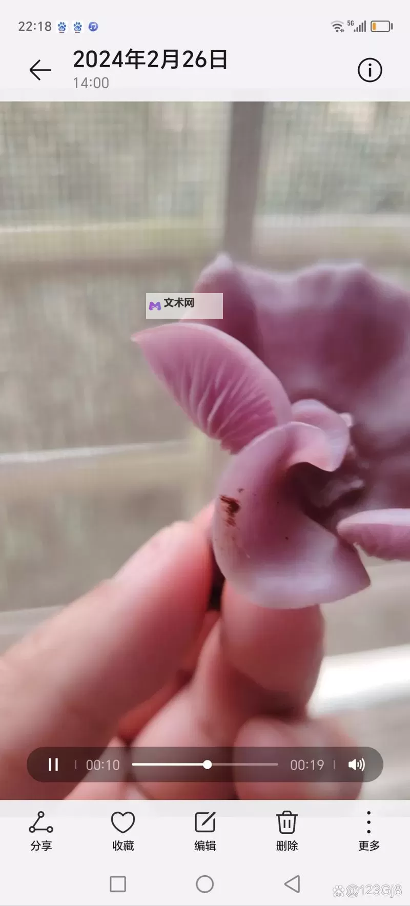 紫黑蘑菇横冲直撞引发红肿JH事件解析图1