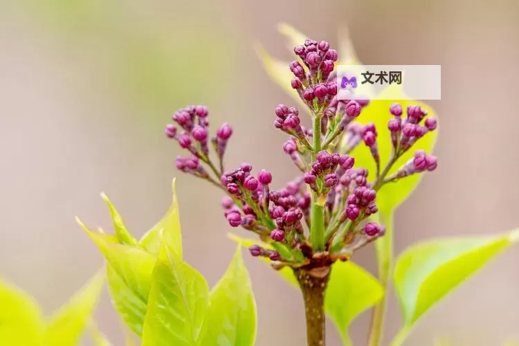 精彩纷呈的视觉盛宴：探索色综合色丁香的迷人魅力图1