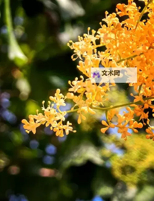激情绽放：热烈庆祝丁香五月美国的辉煌时刻图1