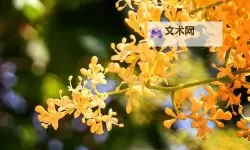 激情绽放：热烈庆祝丁香五月美国的辉煌时刻