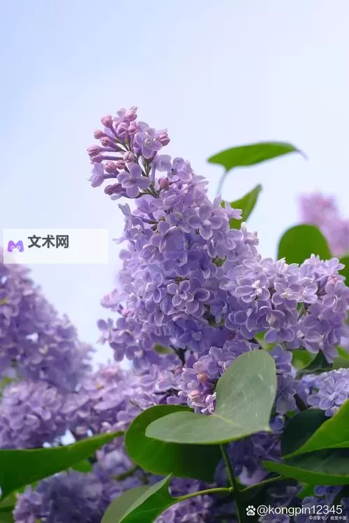 【娱乐平台推荐】五月丁香花六月色综合,为你呈现精彩纷呈的视觉盛宴图1