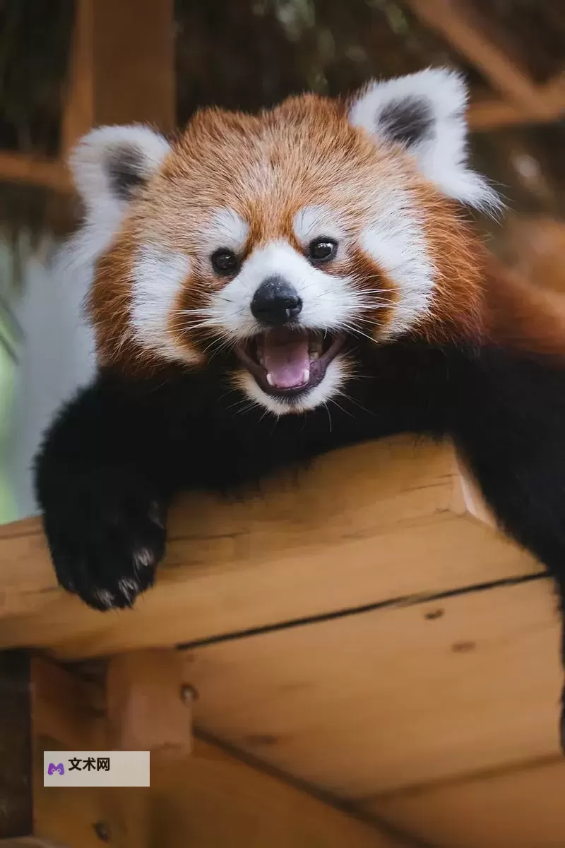 探索户外插bbbbb的乐趣与实用技巧图2