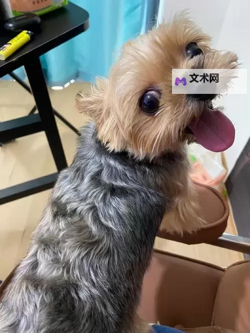 昨晚我和我家狗做了一个温馨的夜晚图1