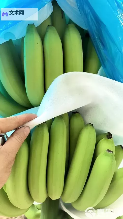 发现最新精品香蕉在线，畅享极致美味体验图1