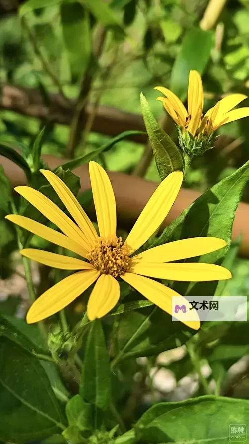 探索自由交流的天地——野花社区论坛精彩回顾图1