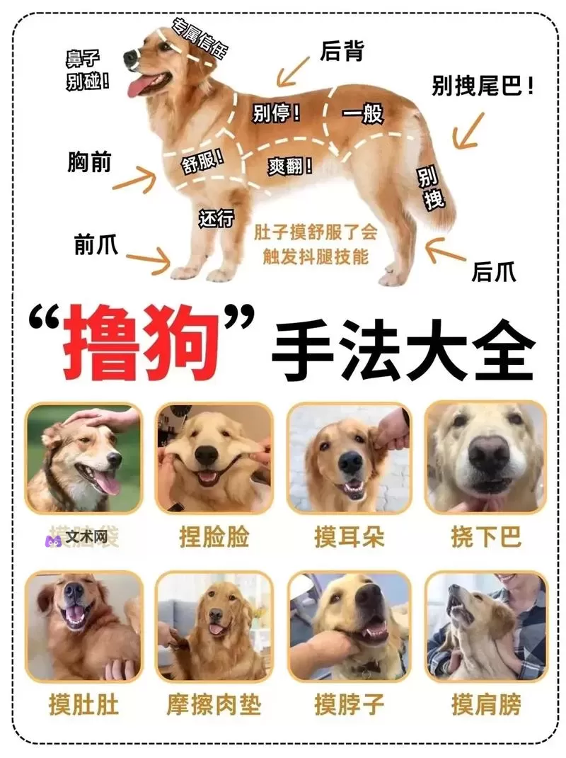 怎样让狗狗进入的最佳方法详解图1