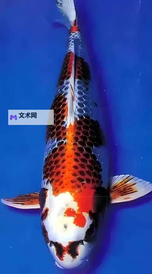 锦鱼图电脑版 电脑玩锦鱼图模拟器下载、安装攻略教程图1