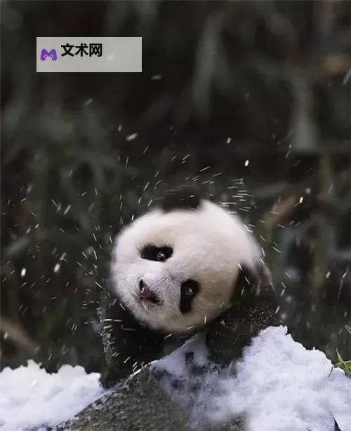 猪第一次见到雪太兴奋：小猪的冬日奇遇图1