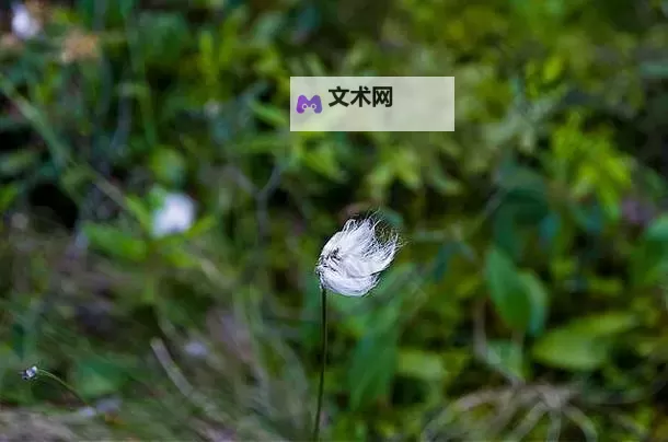 畅享青春梦——青春草国产的自然之美图1