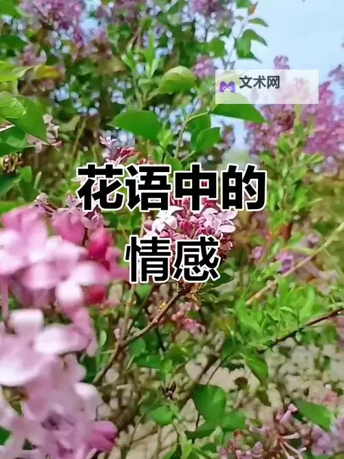 初夏如歌：缱绻丁香五月情的暖意岁月图1