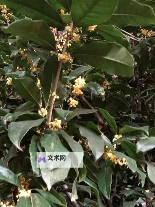 黑暗之魂2 海德骑士打法心得图1