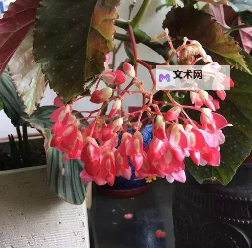 帐中香金银花海棠：缱绻幽梦中的芳华芬芳图1