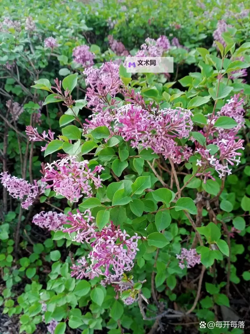 追寻梦想的脚步：丁香婷的激励人生之路图1