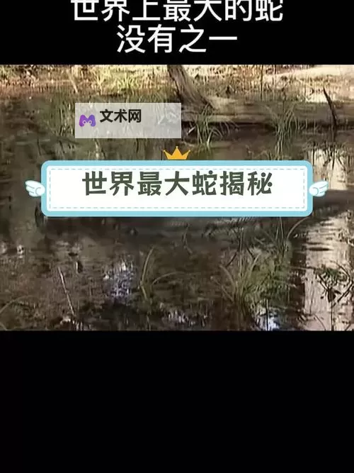 极限挑战汇总：最长最激烈视频大全全览图1