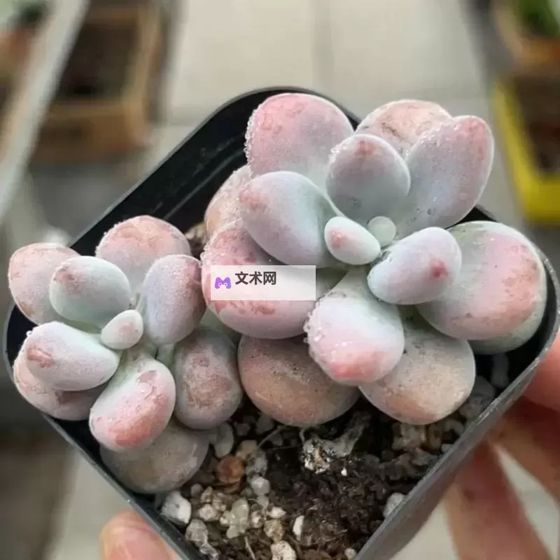 整篇都是车的多肉1V4推荐：以车型视角解读多肉植物的组合之美图1
